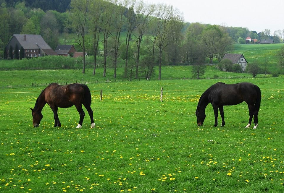 Лошади на лугу фото 10 Tips As We Transition to Spring - The Naturally Healthy Horse Horses, Healthy