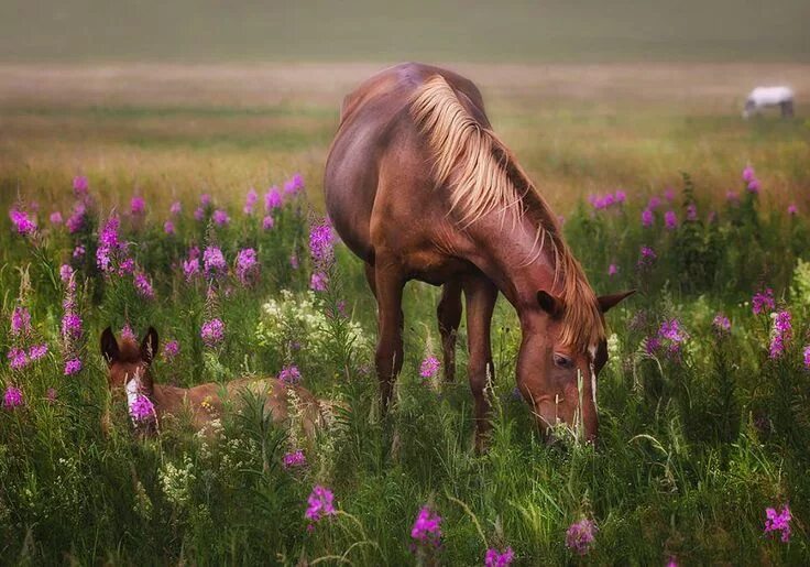 Лошади на лугу фото Conciencia Eco on X Fotos de caballo, Amor caballo, Caballos