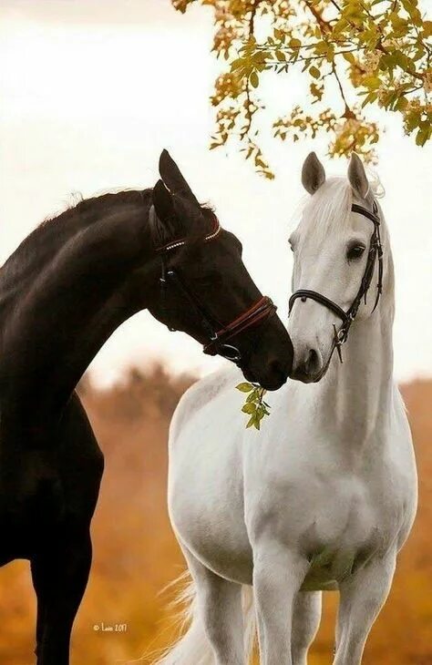 Лошади пара фото красивые Captivating Black and White Horse Photography Ideas