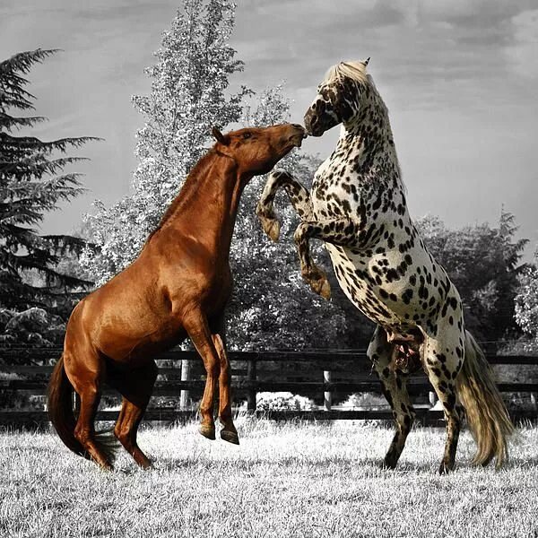 Лошади пара фото красивые Sparring stallions Horses, Beautiful horses, Appaloosa horses