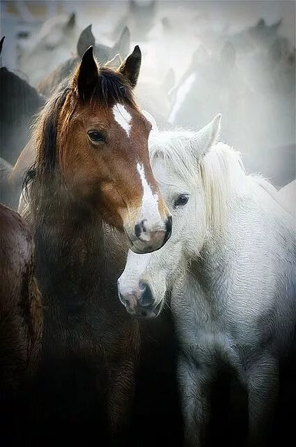 Лошади пара фото красивые gathering mares 256 Horses, Animals beautiful, Animals wild