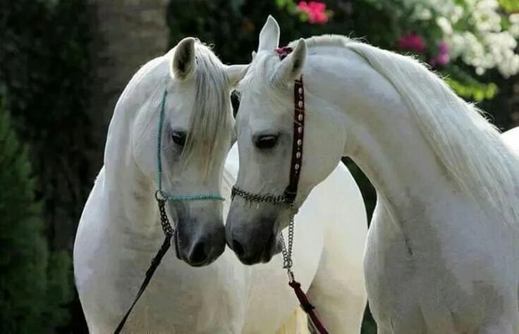 Лошади пара фото красивые Pin by Terri McManus on Adorable Animals Horses, Beautiful arabian horses, Beaut