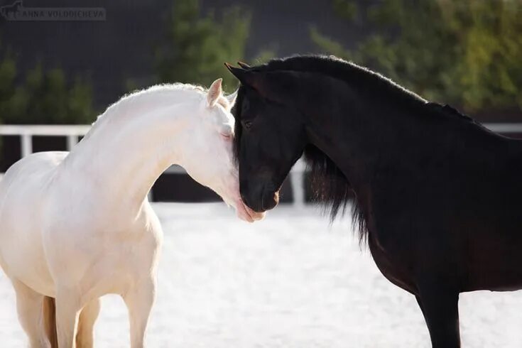Лошади пара фото красивые Конная съёмка - альбомы - Volodicheva Anna - конники Pretty horses, Beautiful ho
