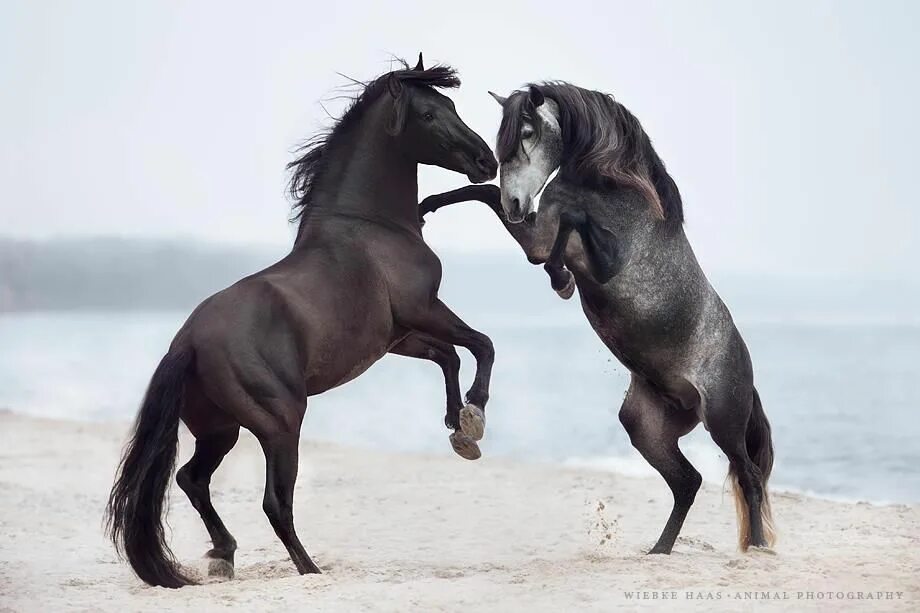 Лошади пара фото красивые Фото лошадей Horses, Beautiful horses, Andalusian horse