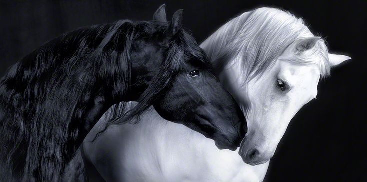 Лошади пара фото красивые Saint Valentin : Lennette Newell - L&#39;Œil de la photographie Horses, White ho