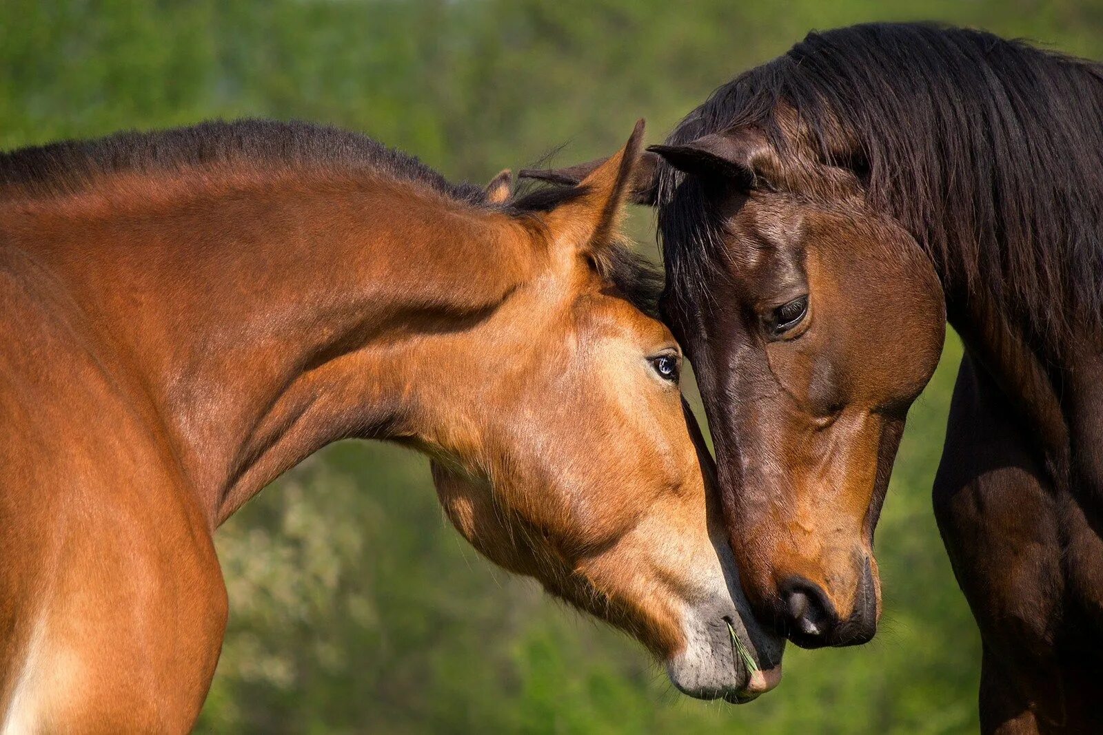 Лошади пара фото красивые Beautiful Fall Drive Horses, Horse love, Beautiful horses