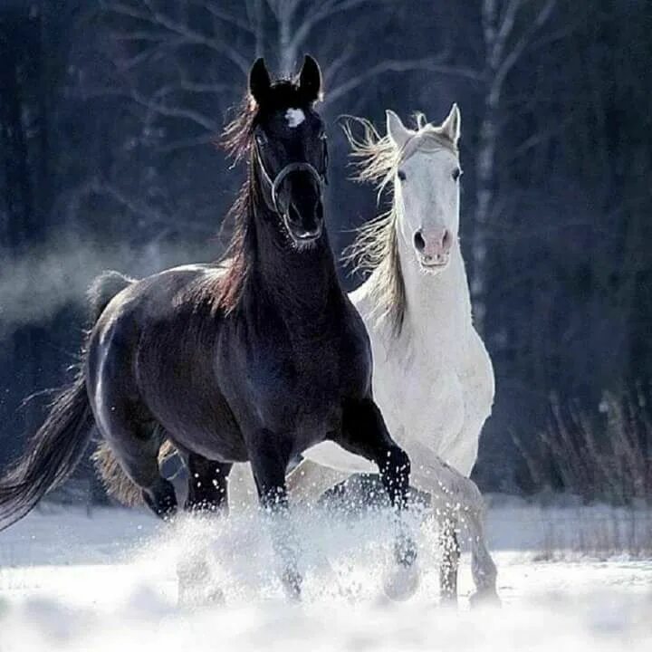 Лошади пара фото красивые Pin by pir-u dem evvel on Atlar Horses, White horses, Beautiful horses