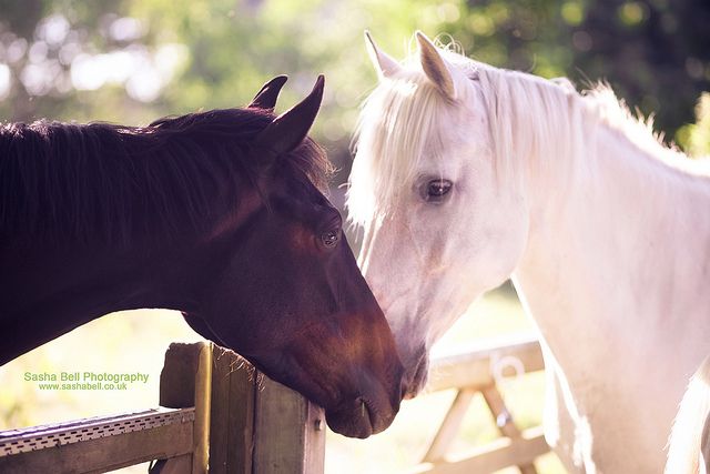 Лошади пара фото красивые Contrast Grey horse, Horses, Beautiful horses