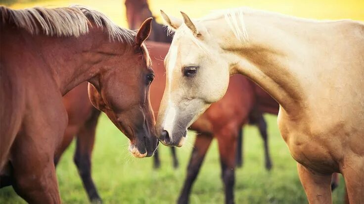 Лошади парами фото Horses Love Wallpaper HD Download Free All Screens Horse love, Horses, Baby hors