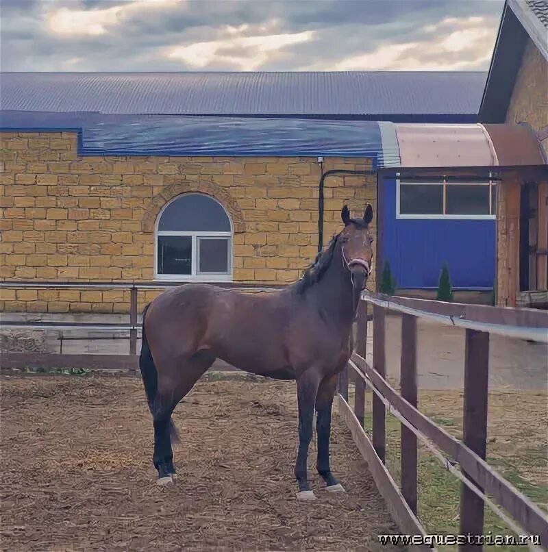 Лошади продажа фото Англо - лошади - конный рынок - equestrian.ru