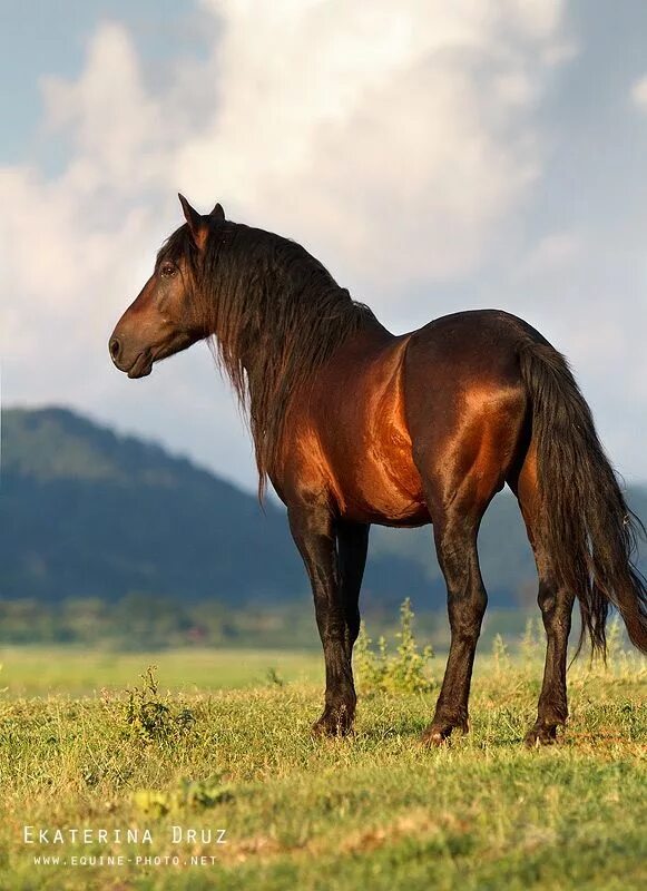 Лошади россии фото ☀ Wild Horses - Equine Photography by Ekaterina Druz Красивые лошади, Дикие живо