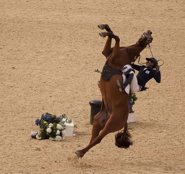 Лошади спорт фото Pentathlon Horse Fall Funny horses, Horses, Show horses