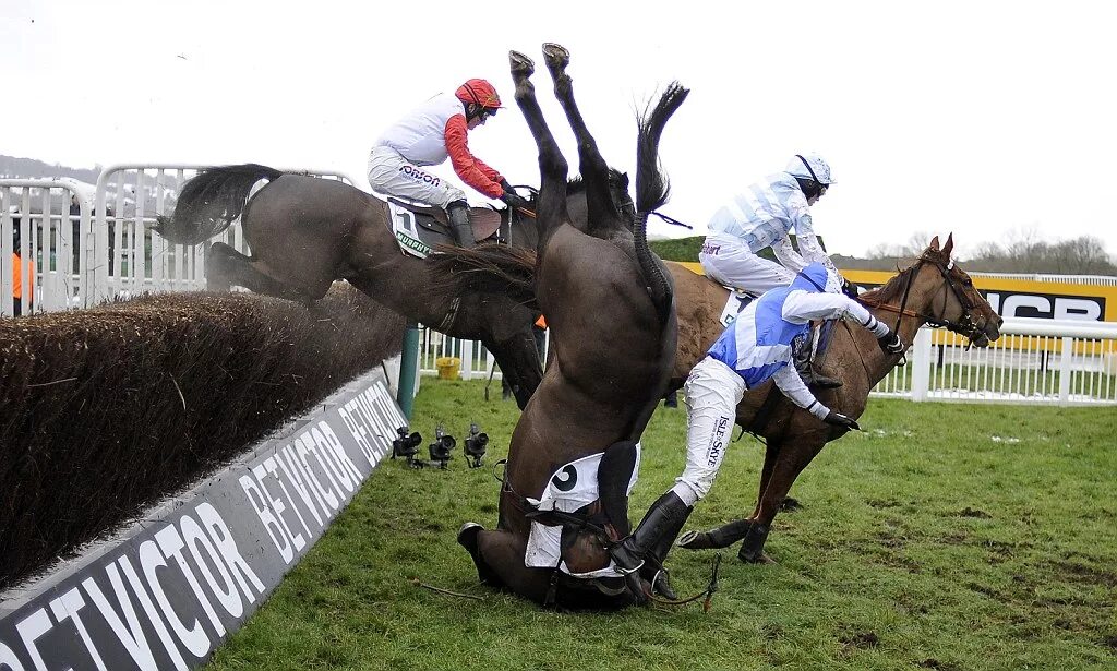 Лошади спорт фото Bold Sir Brian back after Cheltenham disappointment in January - Scu's View