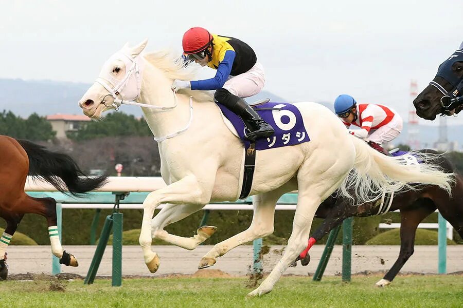 Лошади спорт фото 最 優 秀 2 歳 牝 馬 は 世 界 初 の 白 毛 GI 馬 ソ ダ シ ｜ テ レ 東 ス ポ-ツ.テ レ