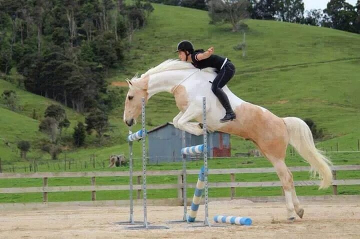 Лошади спорт фото Pin on And Her Horse