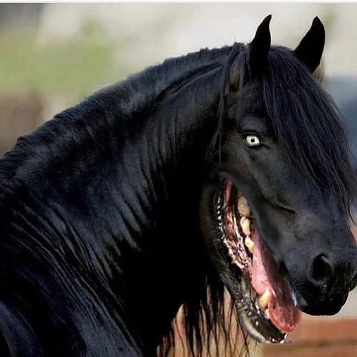 Лошади темные фото Horses with dog mouths. Weird. Cursed images, Weird images, Cursing