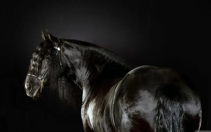 Лошади темные фото Frison horse Horses, Friesian horse, Horse wallpaper