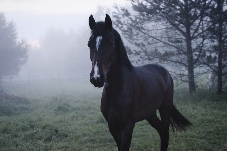Лошади темные фото Pin by hannah on hoase in 2023 Show horses, Horse aesthetic, Show jumping horses