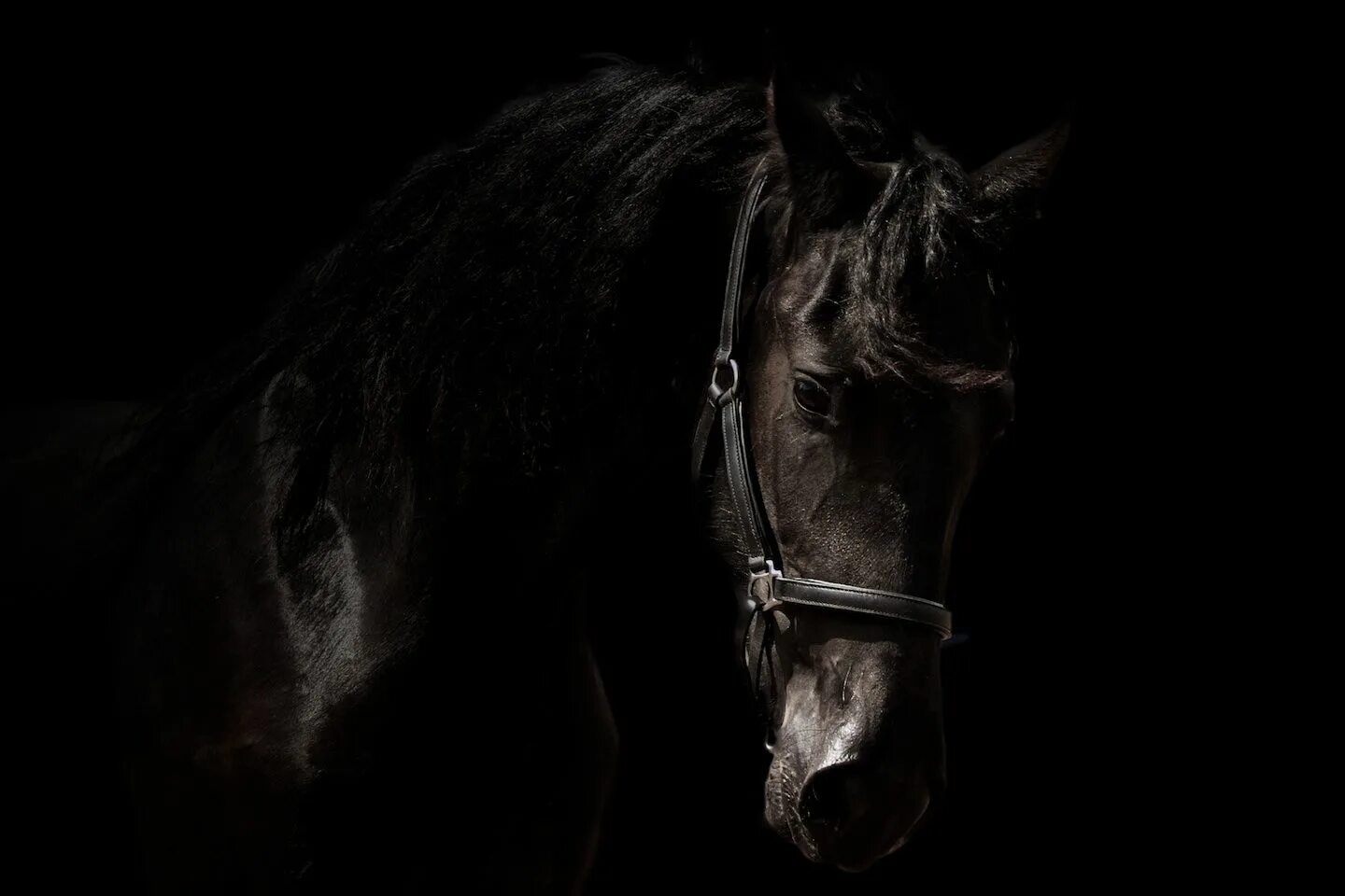 Лошади темные фото Black and White Horse Wallpaper - WallpaperSafari Friesian horse, Horses, Friesi