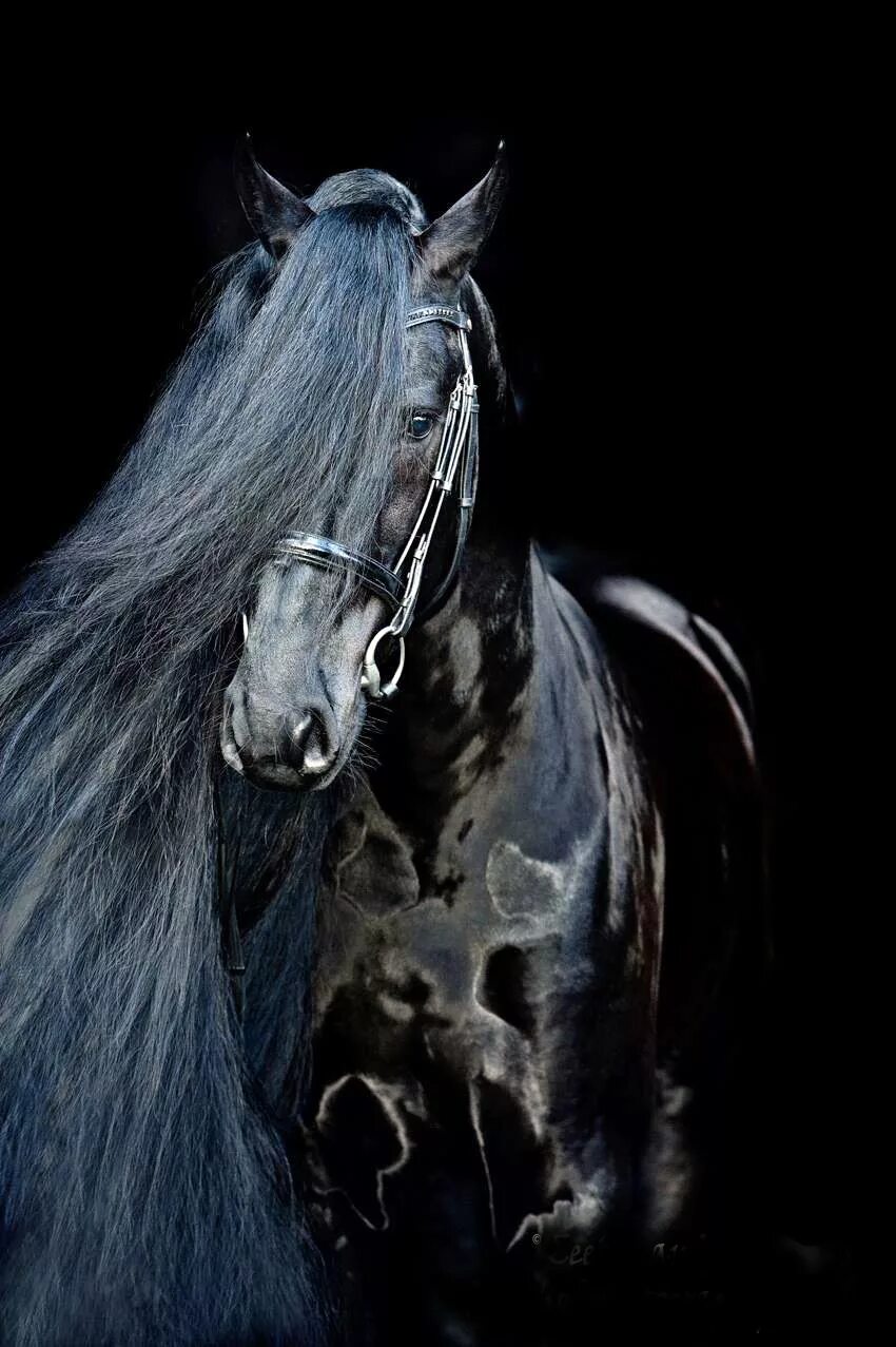 Лошади темные фото We're sorry. Horses, Friesian horse, Black horses