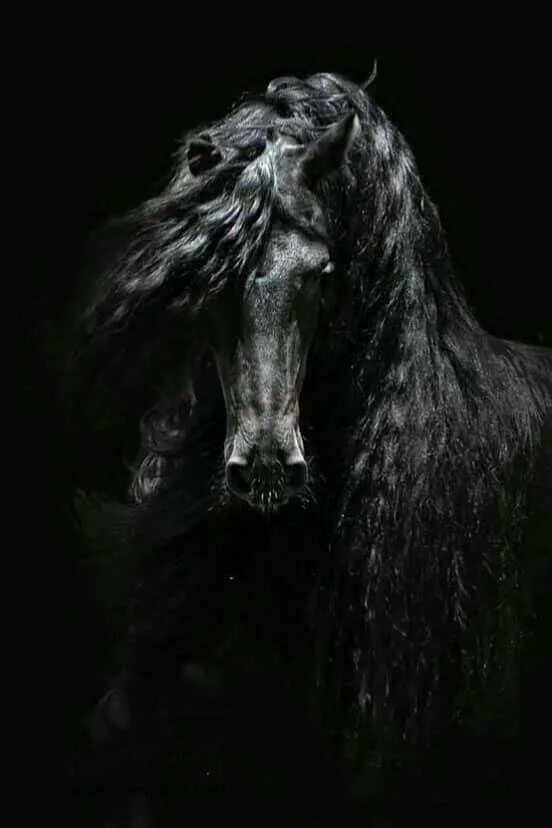 Лошади темные фото Pin di LINDOS Cavalos