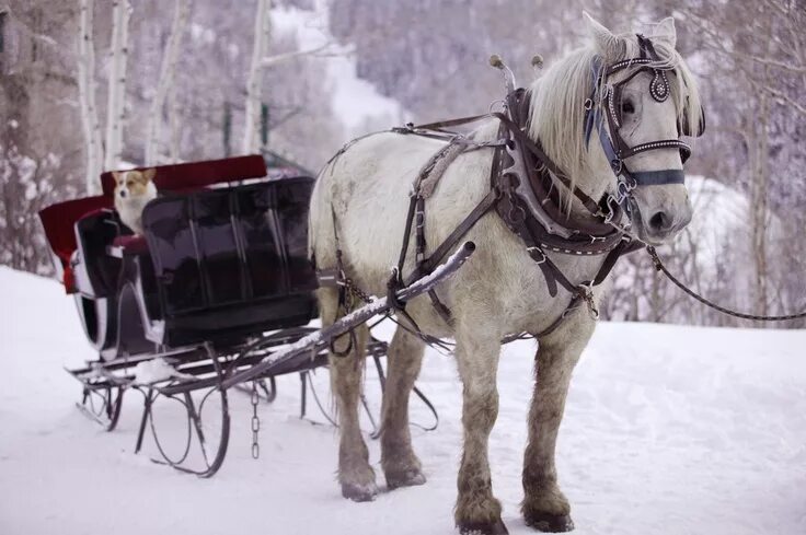 Лошади упряжные фото Park City Sleigh Rides Midway Adventure Company Sleigh ride, One horse open slei