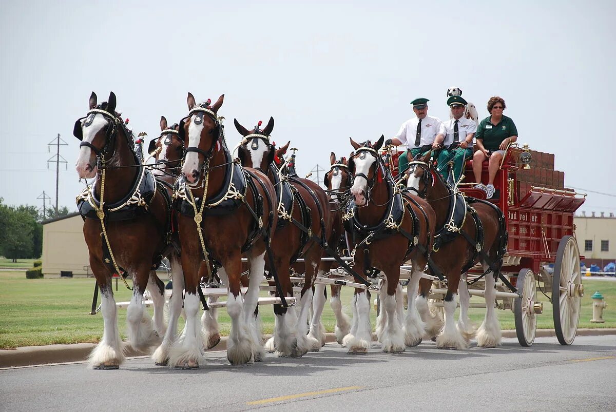 Лошади упряжные фото File:Anheuser-Busch Clydesdales.jpg - Wikipedia