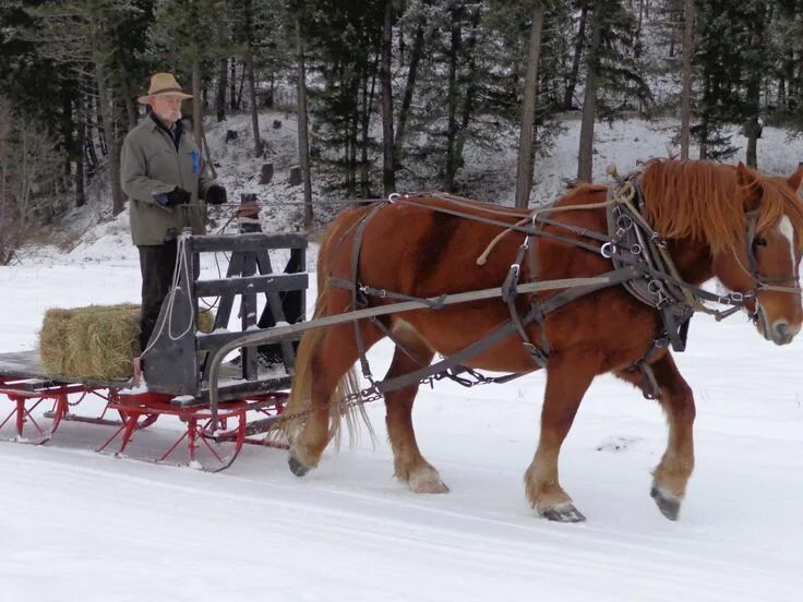 Лошади упряжные фото Suffolk Punch in Harness Suffolk Punch Draft Horse on a Bob-sled. " Doc Hammill 