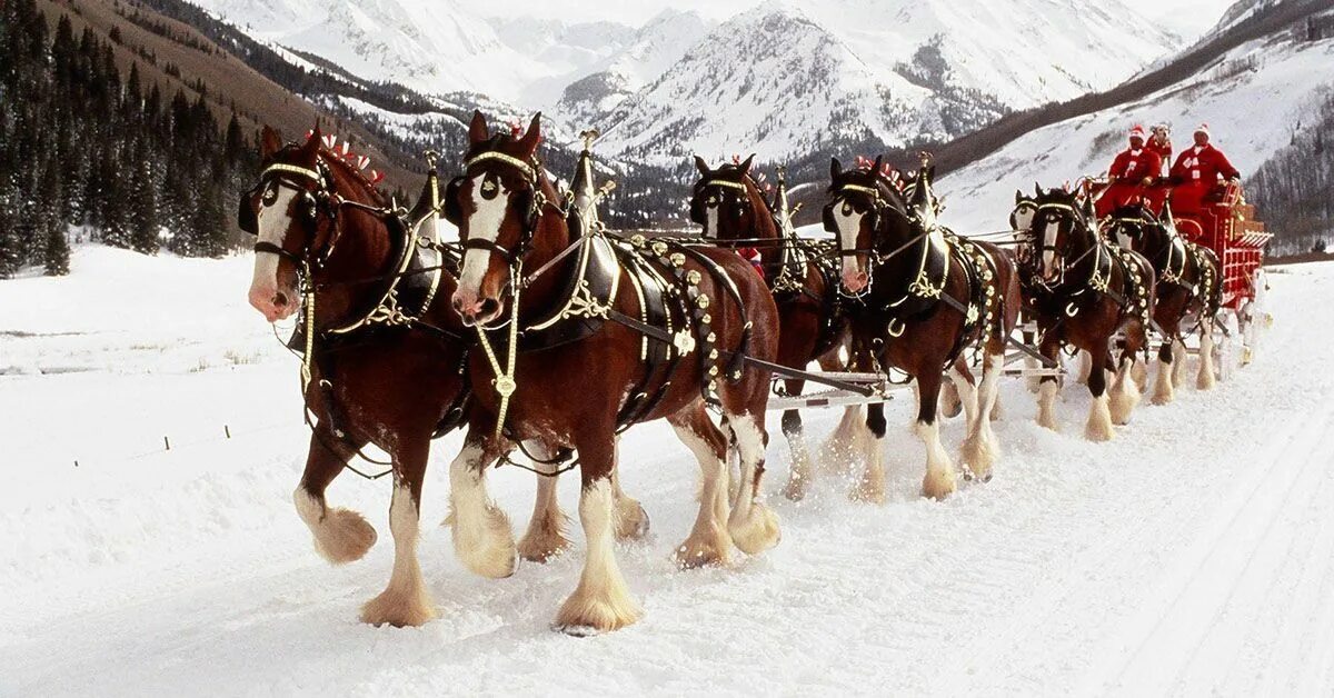 Лошади упряжные фото This December, it will be 31 years since the Budweiser Clydesdales trotted into 