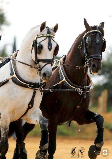 Лошади упряжные фото 10 популярных идей на тему "carriage horse" для вдохновения