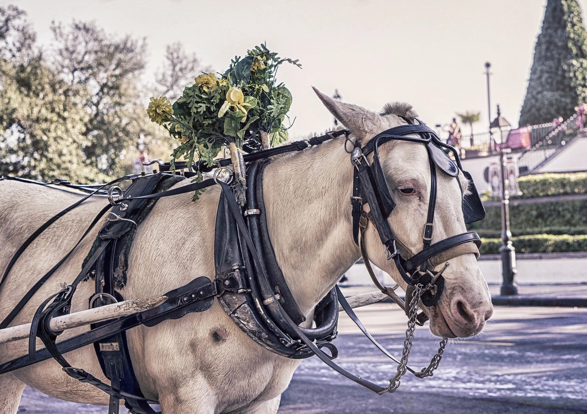 Лошади упряжные фото Annual grant for whips, harnesses denied for Stanford Equestrian Team, approved 