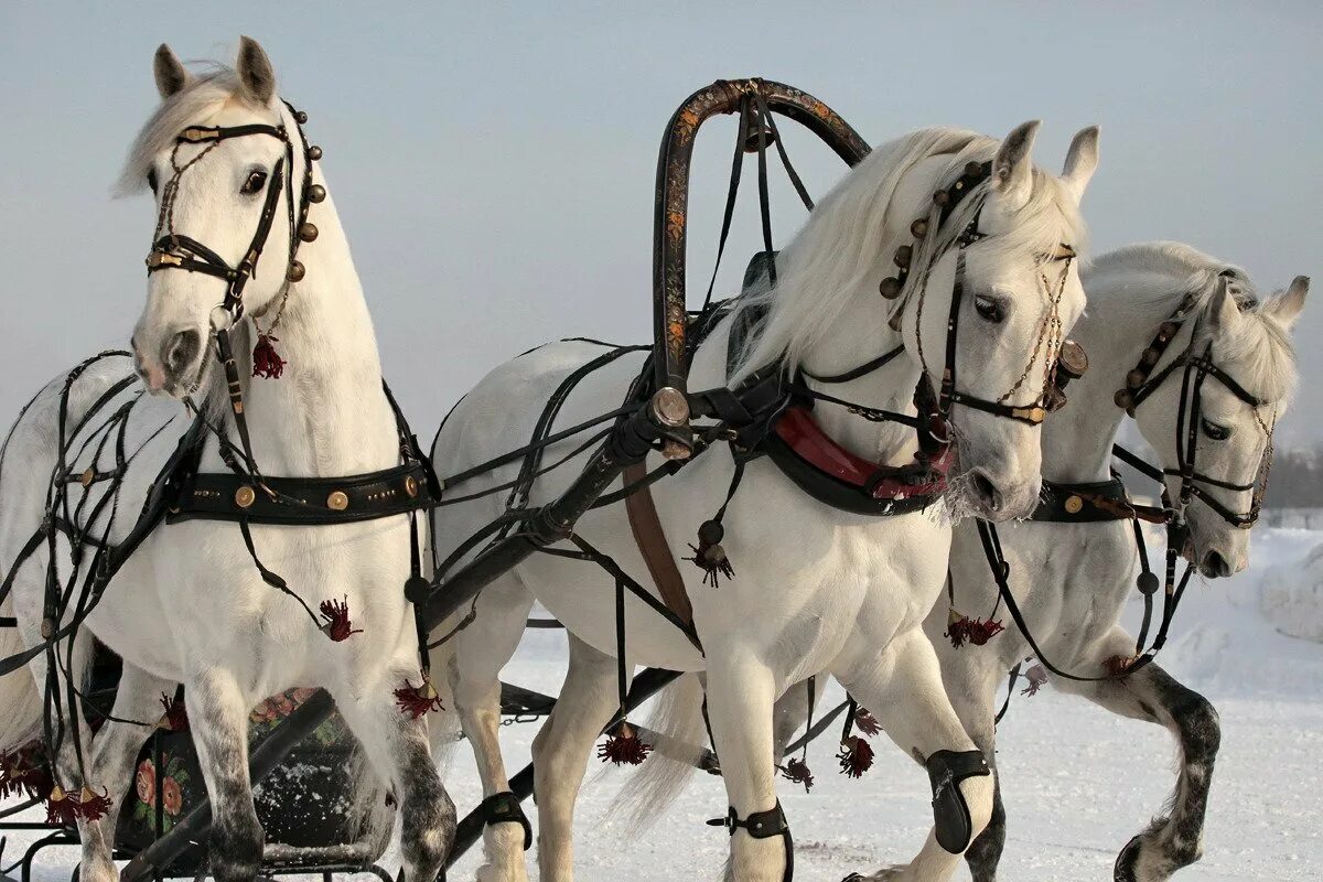 Лошади упряжные фото Катание на русской тройке в Москве Аренда тройки лошадей в прокат