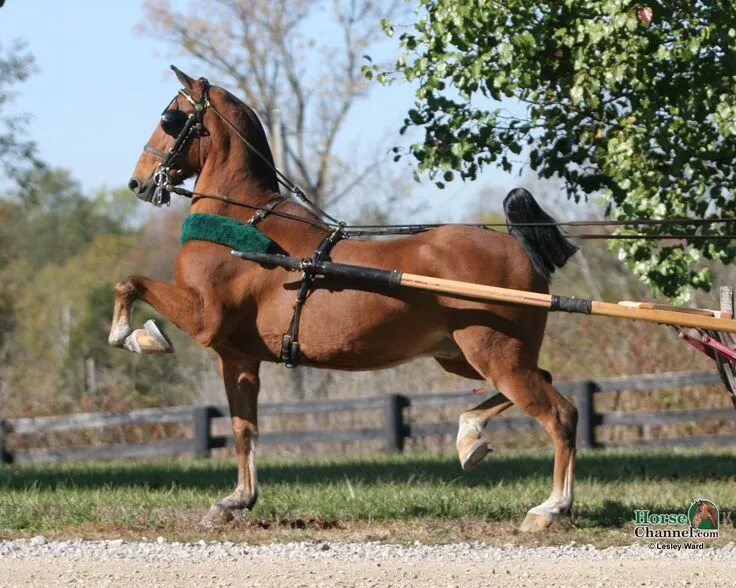 Лошади упряжные фото The Hackney Horse of England also comes in pony size and is exclusively used to 