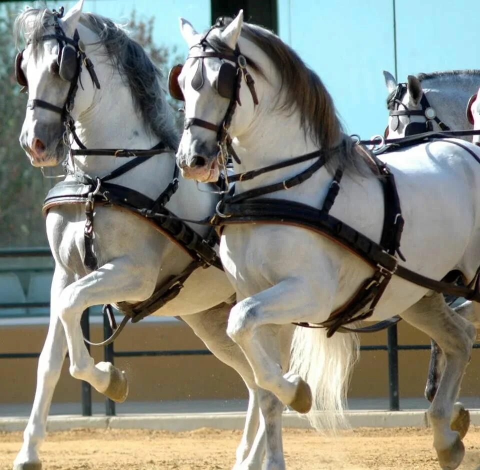 Лошади упряжные фото estética, fuerza, belleza Beautiful horses, Pretty horses, Horse pictures