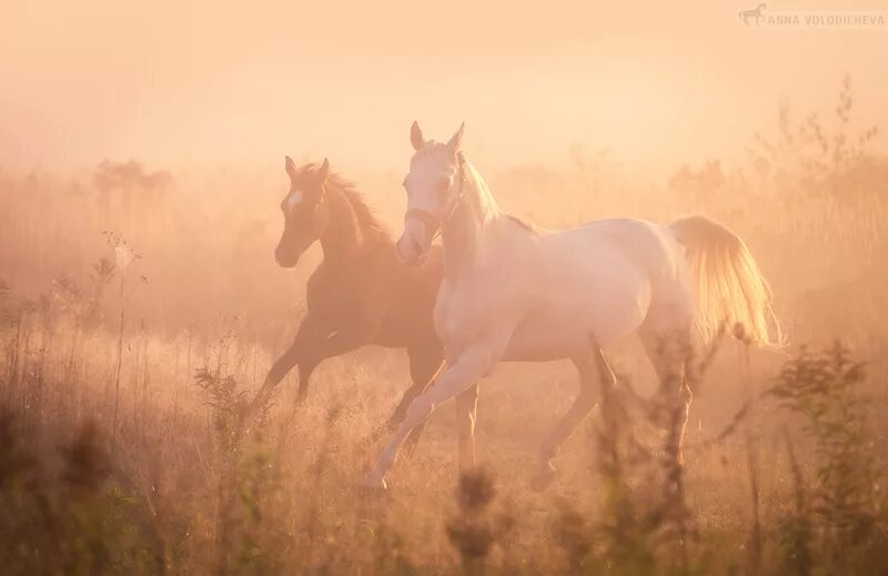 Лошади утром фото Конная съёмка - альбомы - Volodicheva Anna - конники - equestrian.ru