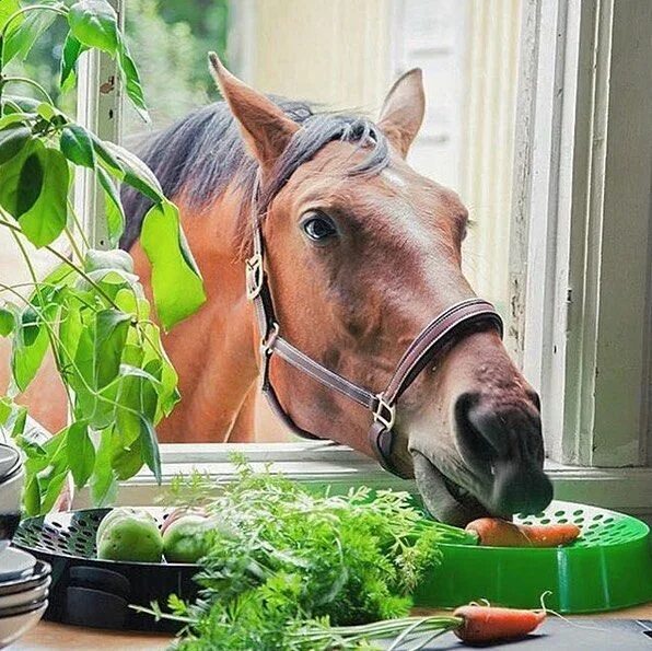 Лошади утром фото Pin on Horses