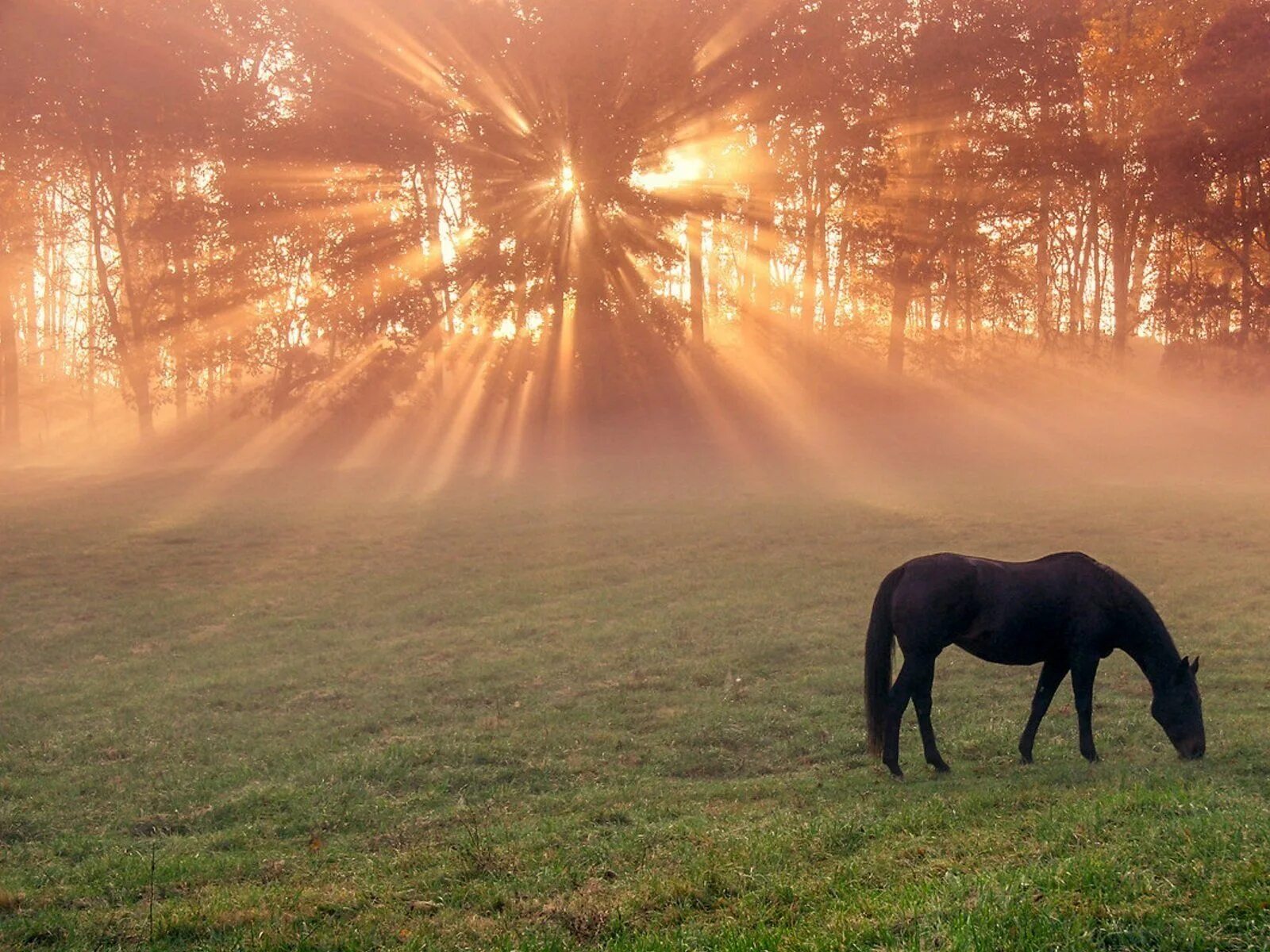 Лошади утром фото Gepind van kepguru Horses, Beautiful horses, Horse photos