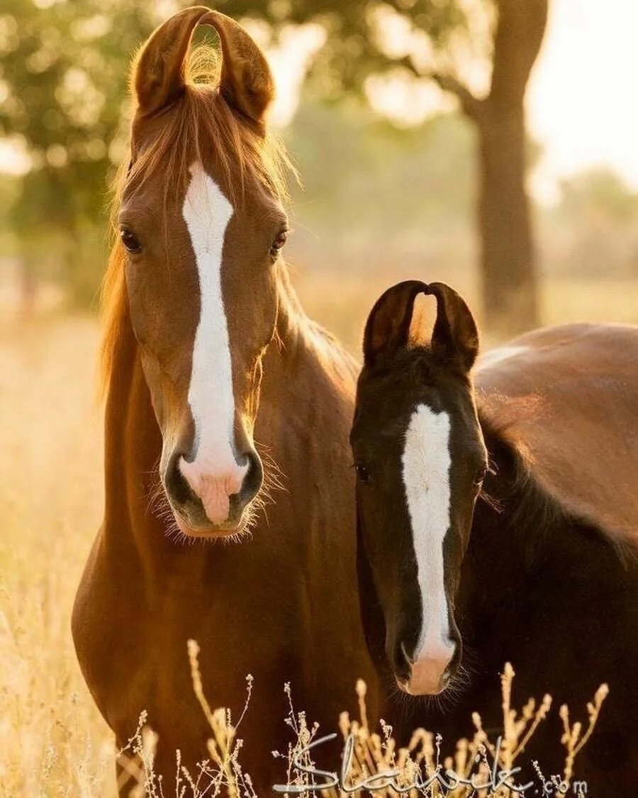 Лошади утром фото credit: @horse.heaven.ig... Horses, Marwari horses, Beautiful horses