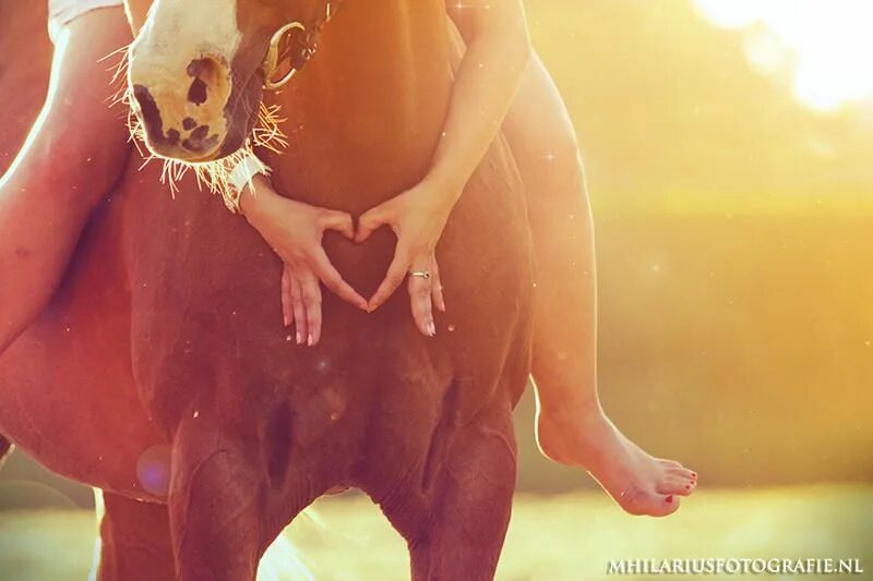 Лошади утром фото Marit Hilarius Fotografie Paardenfotografie, Mooie paarden, Paarden