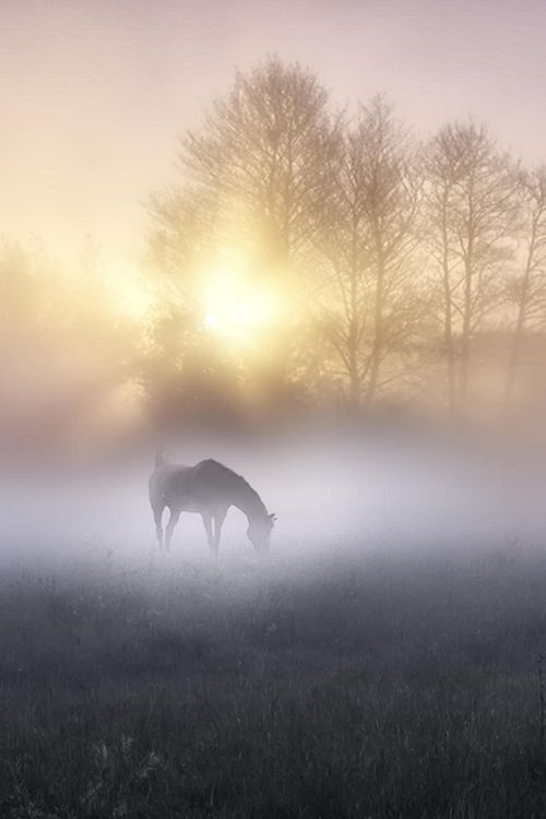 Лошади утром фото Épinglé par Patricia Martinez sur ****Horses**** Paysage dans la brume, Peinture
