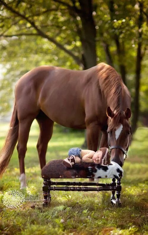 Лошади утром фото Horse Runs Across The Field With A Mouthful Of Hay. Who He Gives It To? PRECIOUS