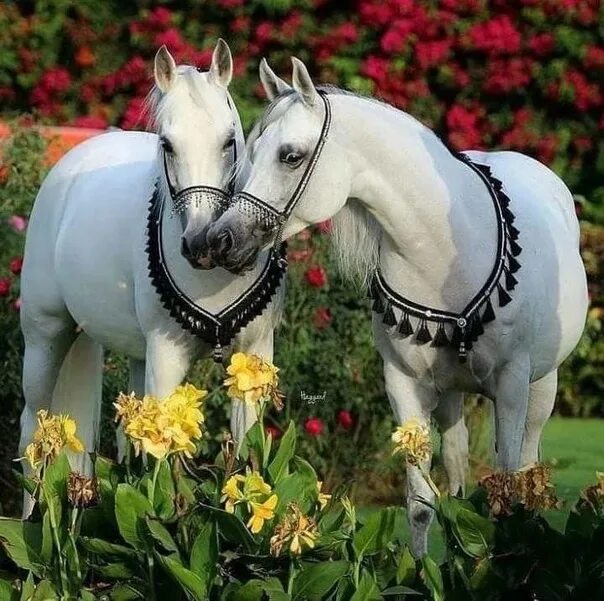 Лошади утром фото Пусть тёплыми будут наши... утро, день и вечер!... 2022 ٠*♥ ∻ ♥ Ꮬ ♥ ♥ ♥ ۞КРАСОТА