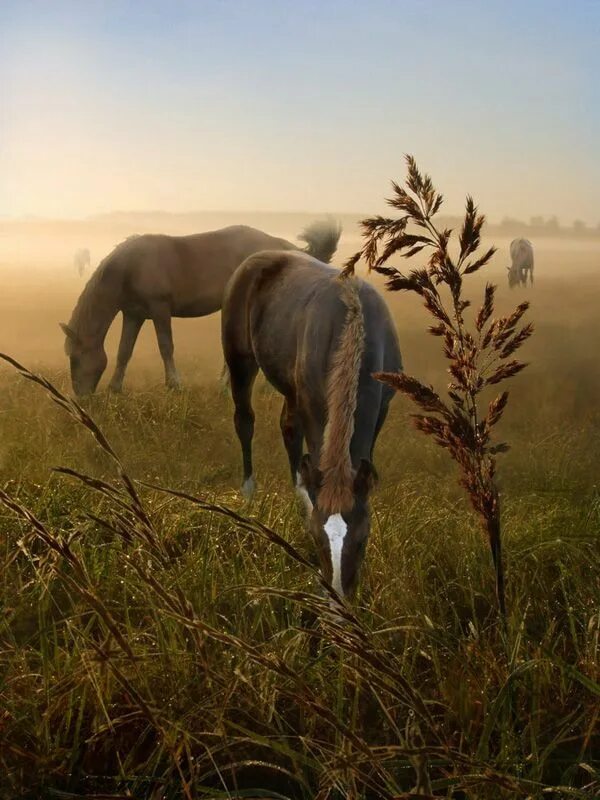 Лошади в поле фото ♂ animal photography two brown horses Horse pictures, Horses, Horse photography