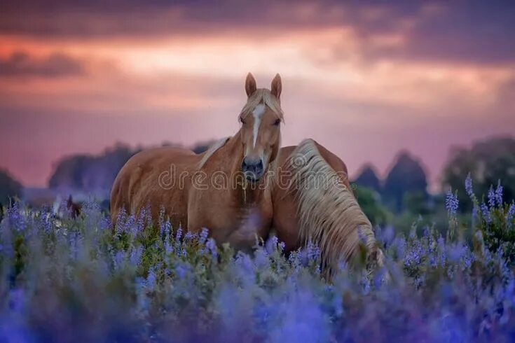Лошади в поле фото Horses in flowers field at sunrise. Palomino horses in flowers field at sunrise 