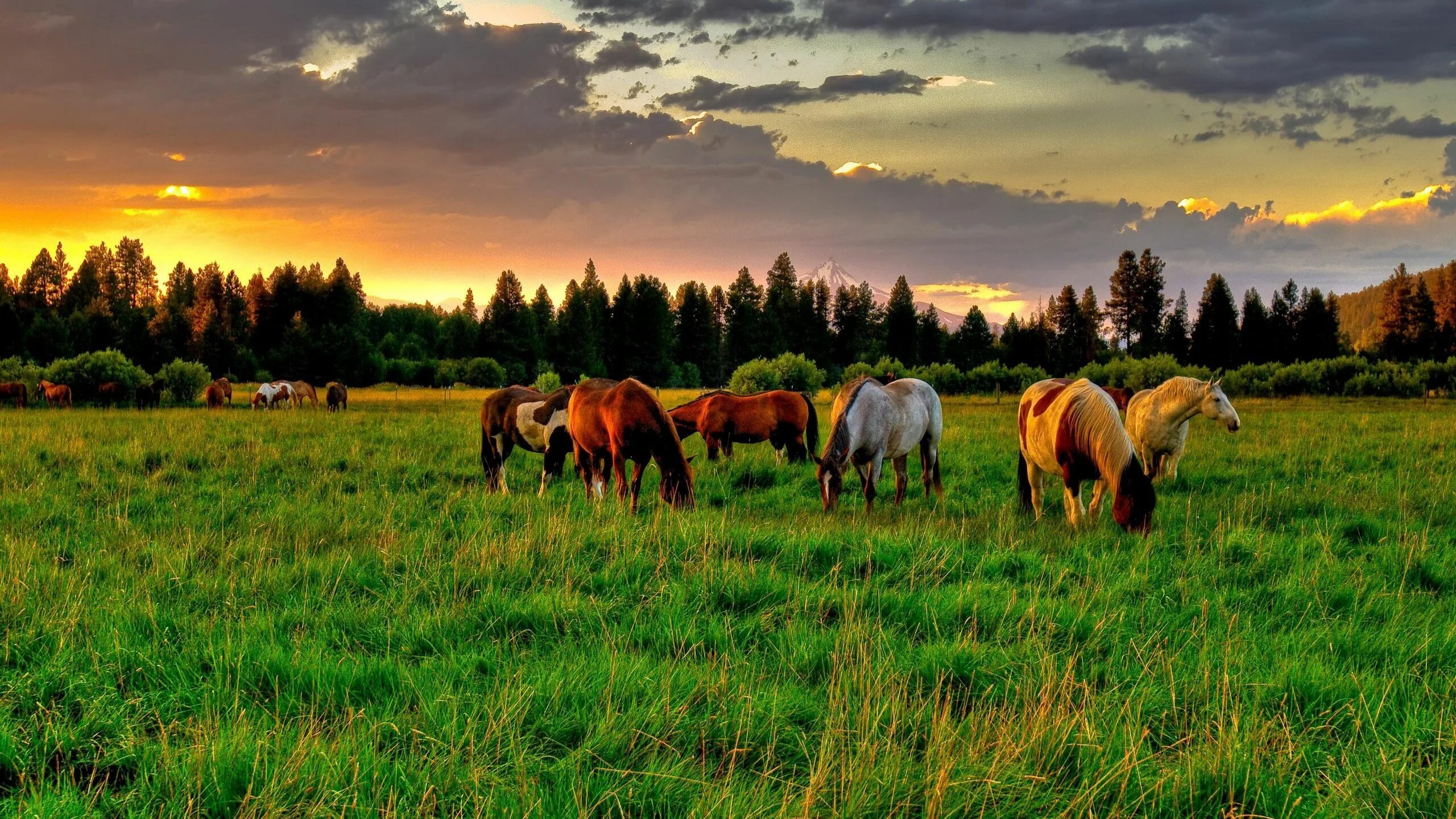 Лошади в поле фото Download wallpaper 2560x1440 horses, golf, food, sunset widescreen 16:9 hd backg