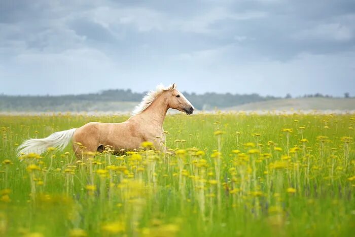 Лошади в поле фото Horse of Kazakhstan :: Behance
