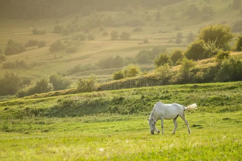 Лошади в поле фото Landscape with Beautiful White Horse Grazing at the Sunset Stock Photo - Image o
