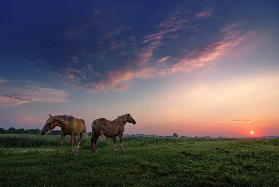 Лошади в поле фото animals Landscape photos landscapes with a soul Beautiful horse pictures, Horses