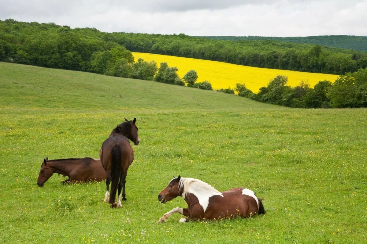 Лошади в поле фото Free Images : nature, grass, field, farm, lawn, meadow, prairie, summer, herd, p