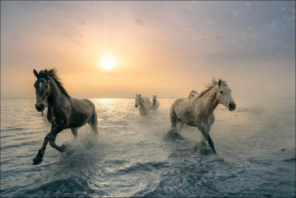 Лошади вода фото Camargue Horses by Georg Scharf / 500px Camargue horse, Camargue, Horses